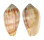 MITRIDAE PTERYGIA DACTYLUS shell