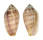 MITRIDAE PTERYGIA DACTYLUS shell