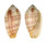 MITRIDAE PTERYGIA DACTYLUS shell