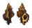 MURICIDAE CHICOREUS TORREFACTUS shell