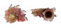 ANGARIIDAE ANGARIA NODOSA shell