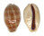 CYPRAEIDAE LYNCINA LEVIATHAN TITAN shell