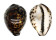 CYPRAEIDAE CYPRAEA TIGRIS shell