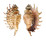 STROMBIDAE LAMBIS MILLEPEDA shell