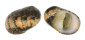 NERITIDAE NERITA LITTERATA shell