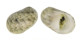 NERITIDAE NERITA LITTERATA shell