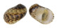 NERITIDAE NERITA LITTERATA shell