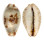 CYPRAEIDAE CYPRAEA ERYTHRAENSIS shell