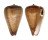 CONIDAE CONUS FIGULINUS shell