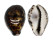 CYPRAEIDAE CYPRAEA TIGRIS shell