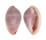 OVULIDAE PRIONOVOLVA BREVIS shell