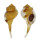 RANELLIDAE CYMATIUM OBLITUM shell