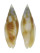 MITRIDAE NEBULARIA RUBIGINOSA shell