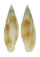 MITRIDAE NEBULARIA RUBIGINOSA shell