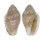MARGINELLIDAE MARGINELLA ORNATA shell