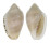 MARGINELLIDAE MARGINELLA ORNATA shell