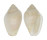MARGINELLIDAE MARGINELLA ORNATA shell