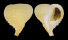 CORALLIOPHILIDAE RAPA RAPA shell