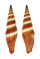 MITRIDAE VEXILLUM COCCINEA shell