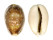 CYPRAEIDAE CYPRAEA VITELLUS shell