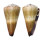 CONIDAE CONUS DISTANS shell