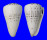 CONIDAE CONUS LEOPARDUS shell