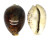 CYPRAEIDAE CYPRAEA TIGRIS shell