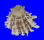 SPONDYLIDAE SPONDYLUS SINENSIS shell