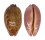 CYPRAEIDAE LEPOCYPRAEA MAPPA PANERYTHRA shell