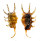 STROMBIDAE LAMBIS SCORPIO shell