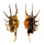 STROMBIDAE LAMBIS SCORPIO shell