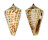 CONIDAE CONUS REGULARIS shell