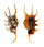 STROMBIDAE LAMBIS SCORPIO shell