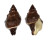 FASCIOLARIIDAE LEUCOZONIA NASSA shell