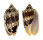VOLUTIDAE CYMBIOLA VESPERTILIO shell
