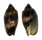 VOLUTIDAE CYMBIOLA VESPERTILIO shell
