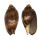 VOLUTIDAE CYMBIOLA VESPERTILIO shell