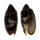 VOLUTIDAE CYMBIOLA VESPERTILIO shell
