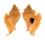 MURICIDAE MUREX LOEBBECKEI shell