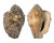 STROMBIDAE STROMBUS LATUS shell