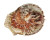 SPONDYLIDAE SPONDYLUS cf. OCELLATUS shell