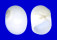 NATICIDAE POLINICES CANDIDISSIMUS shell