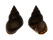 LITTORINIDAE LITTORIA LUTEA shell