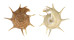 TURBINIDAE GUILFORDIA SUPERBA shell