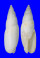 MITRIDAE MITRA MITRA shell