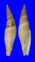 MITRIDAE MITRA SCROBICULATA CROSNIERI shell