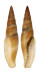 MITRIDAE MITRA SCROBICULATA CROSNIERI shell