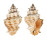 TURBINELLIDAE VASUM CAPITELLUM shell