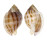 CASSIDAE SEMICASSIS BISULCATA JAPONICA shell