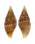 MITRIDAE VEXILLUM DAUTZENBERGI shell
